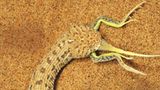 Fotogalerie: Überleben in der Namib