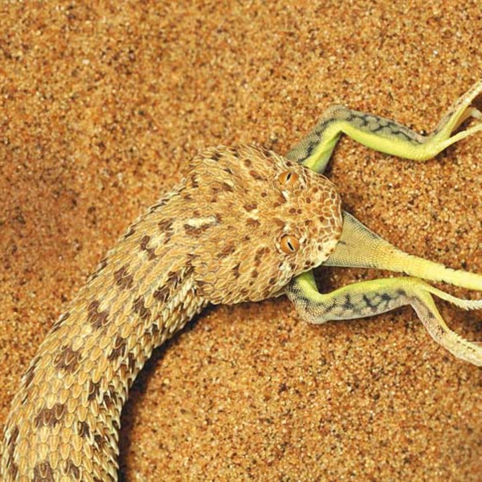 Fotogalerie: Überleben in der Namib