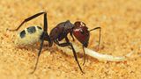 Fotogalerie: Überleben in der Namib - Bild 2