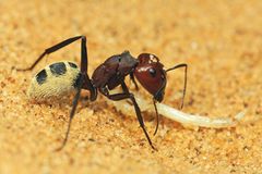 Fotogalerie: Überleben in der Namib - Bild 2