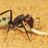 Fotogalerie: Überleben in der Namib - Bild 2