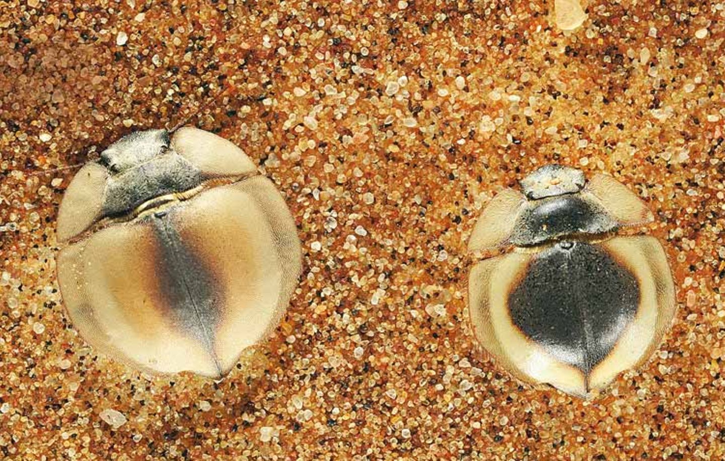 Fotogalerie: Überleben in der Namib - Bild 3