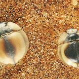 Fotogalerie: Überleben in der Namib - Bild 3