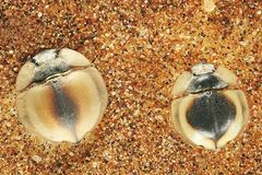 Fotogalerie: Überleben in der Namib - Bild 3