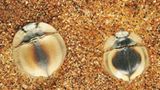 Fotogalerie: Überleben in der Namib - Bild 3