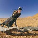Fotogalerie: Überleben in der Namib - Bild 4