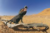 Fotogalerie: Überleben in der Namib - Bild 4