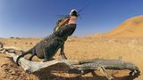 Fotogalerie: Überleben in der Namib - Bild 4