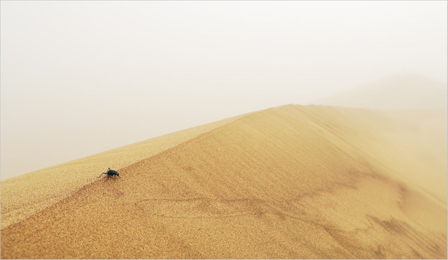 Fotogalerie: Überleben in der Namib - Bild 5