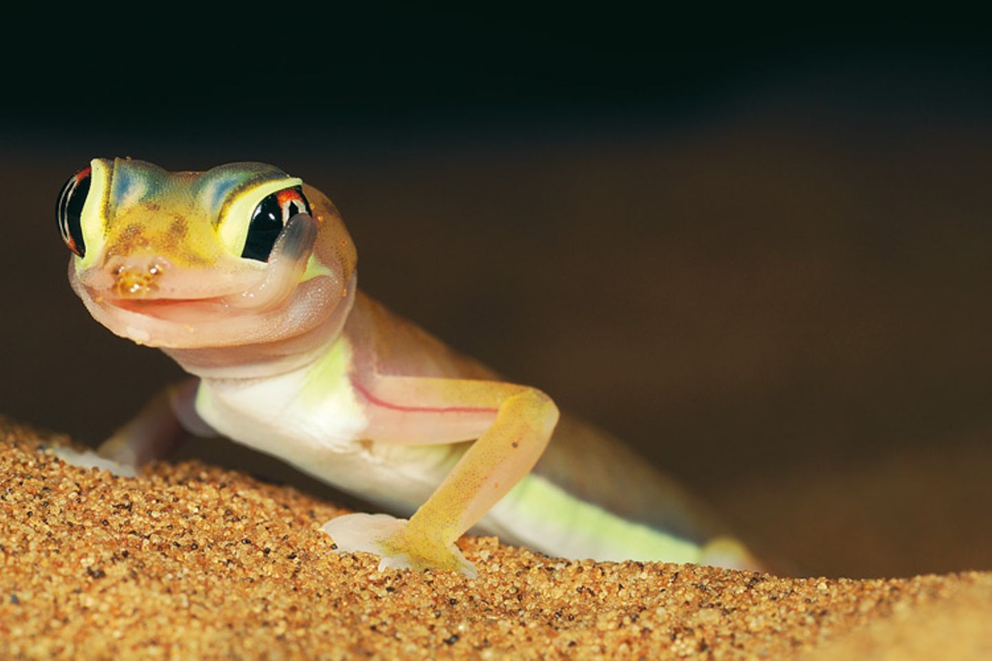 Fotogalerie: Überleben in der Namib - Bild 6