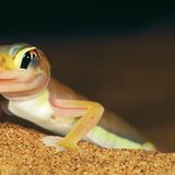 Fotogalerie: Überleben in der Namib - Bild 6