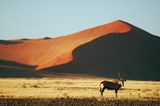 Fotogalerie: Überleben in der Namib - Bild 7