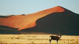 Fotogalerie: Überleben in der Namib - Bild 7