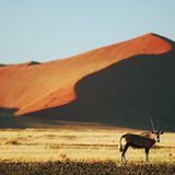 Fotogalerie: Überleben in der Namib - Bild 7