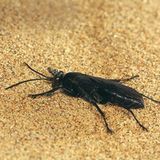 Fotogalerie: Überleben in der Namib - Bild 8