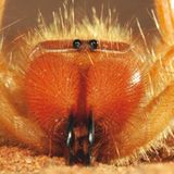 Fotogalerie: Überleben in der Namib - Bild 9