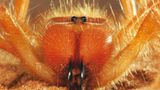 Fotogalerie: Überleben in der Namib - Bild 9