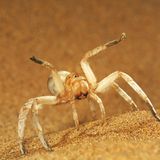 Fotogalerie: Überleben in der Namib - Bild 10