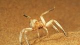 Fotogalerie: Überleben in der Namib - Bild 10