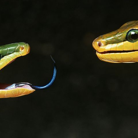 Fotogalerie: "Animal affairs"