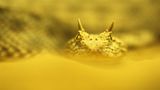 Fotogalerie: "Animal affairs" - Bild 2