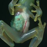 Fotogalerie: "Animal affairs" - Bild 3