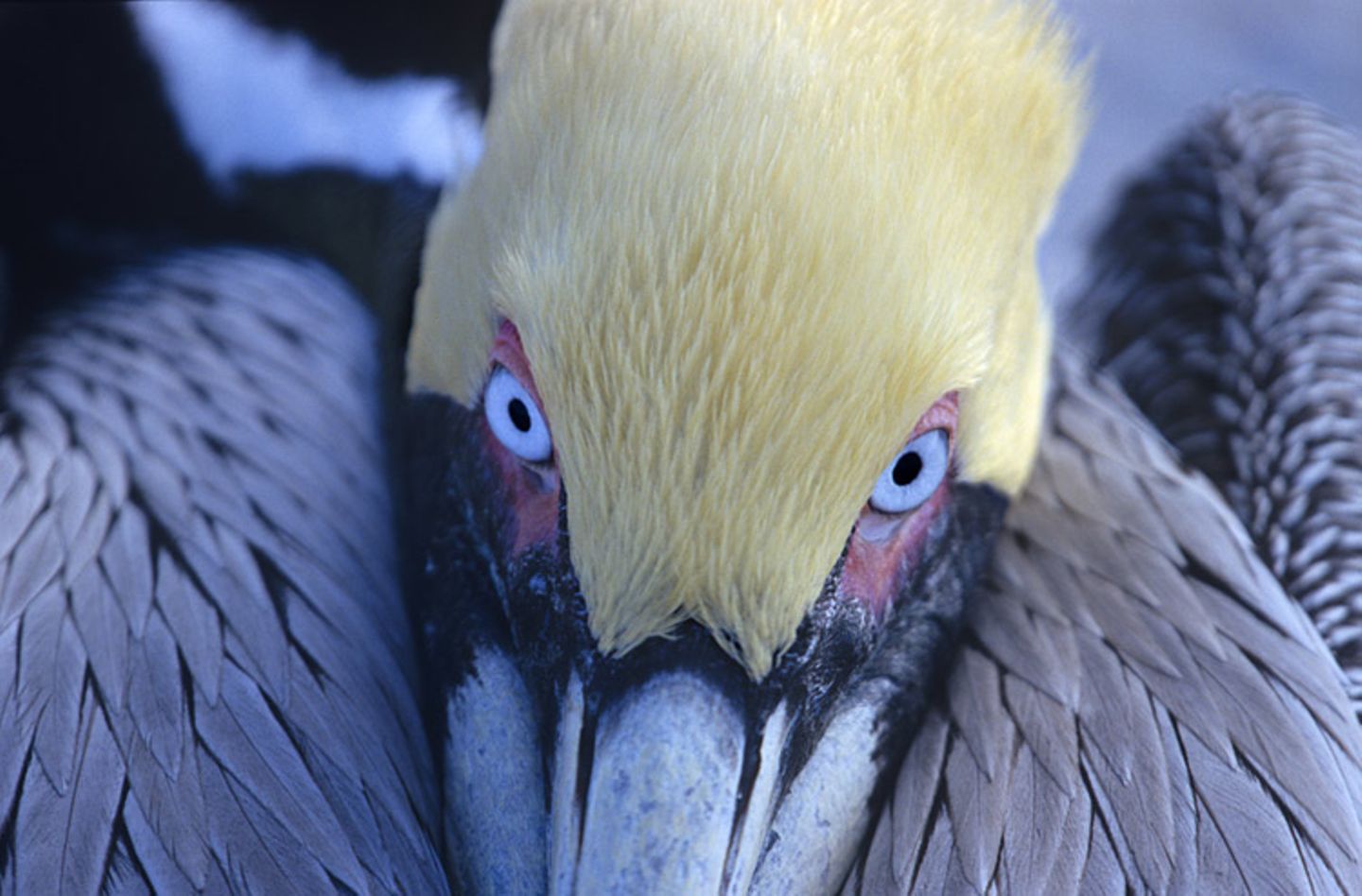 Fotogalerie: "Animal affairs" - Bild 4