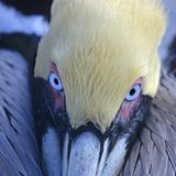 Fotogalerie: "Animal affairs" - Bild 4