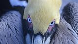 Fotogalerie: "Animal affairs" - Bild 4