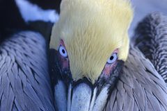 Fotogalerie: "Animal affairs" - Bild 4