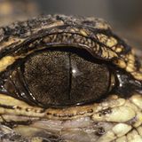 Fotogalerie: "Animal affairs" - Bild 5