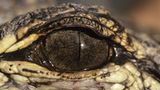 Fotogalerie: "Animal affairs" - Bild 5