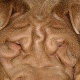 Fotogalerie: "Animal affairs" - Bild 6