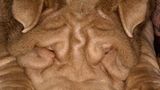 Fotogalerie: "Animal affairs" - Bild 6