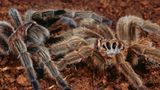 Fotogalerie: "Animal affairs" - Bild 7