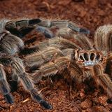 Fotogalerie: "Animal affairs" - Bild 7