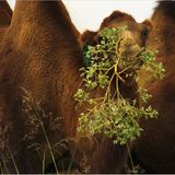 Fotogalerie: "Animal affairs" - Bild 8