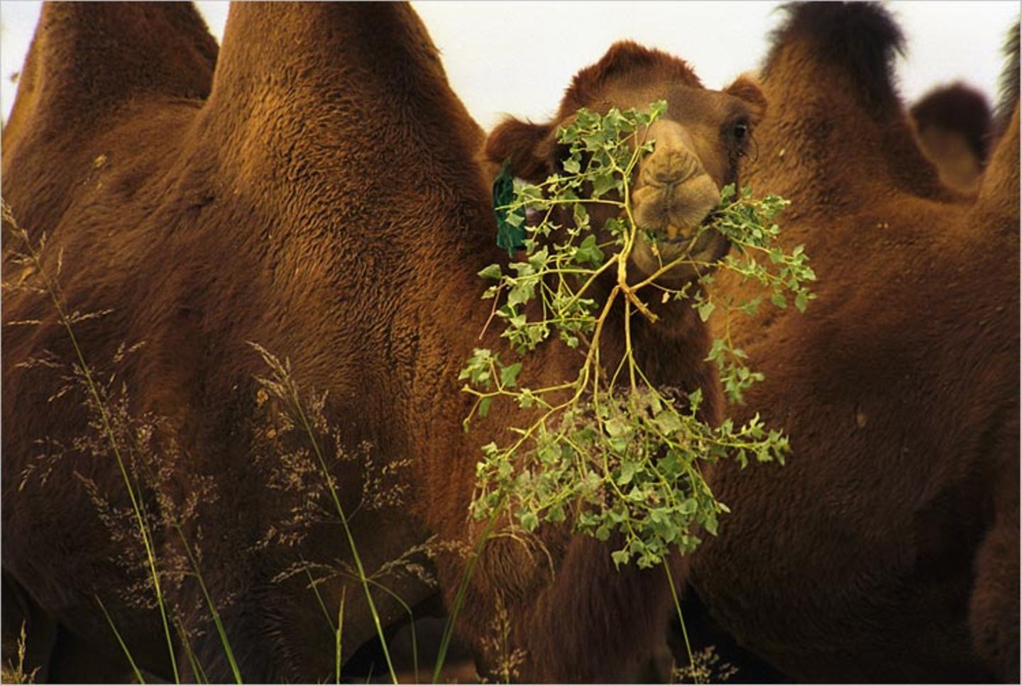 Fotogalerie: "Animal affairs" - Bild 8