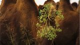 Fotogalerie: "Animal affairs" - Bild 8