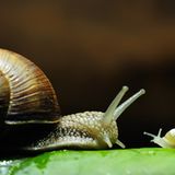 Fotogalerie: "Animal affairs" - Bild 9