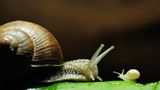 Fotogalerie: "Animal affairs" - Bild 9