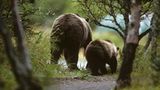 Fotogalerie: "Animal affairs" - Bild 10