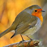 Die besten User-Fotos - Dezember 2008