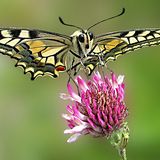 Die besten User-Fotos - Dezember 2008 - Bild 15