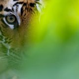 Fotogalerie: Die Augen des Dschungels