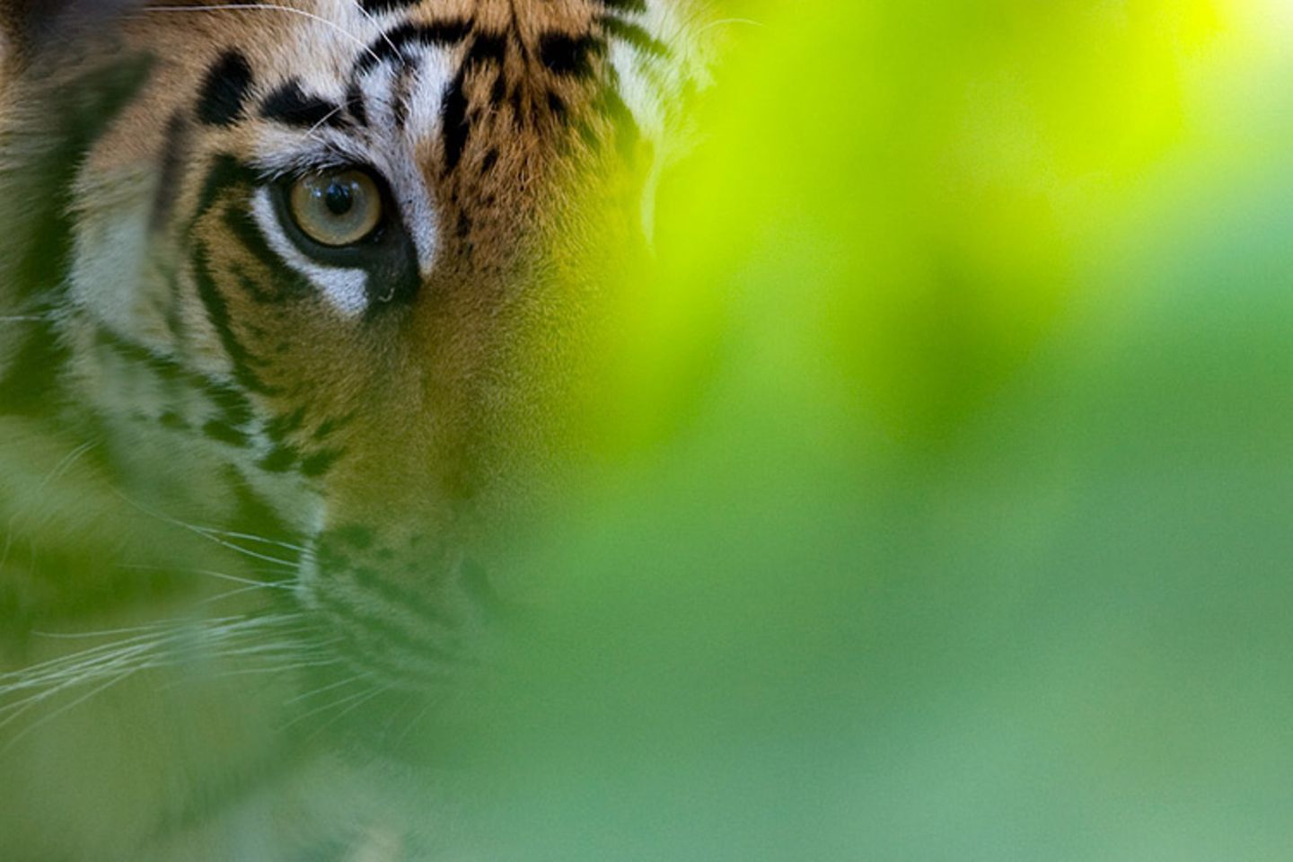 Fotogalerie: Die Augen des Dschungels