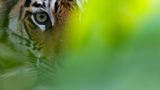 Fotogalerie: Die Augen des Dschungels