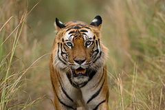 Fotogalerie: Die Augen des Dschungels - Bild 2