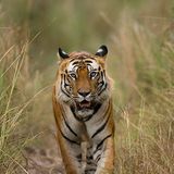 Fotogalerie: Die Augen des Dschungels - Bild 2