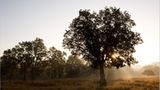 Fotogalerie: Die Augen des Dschungels - Bild 3